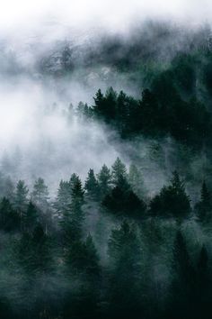 foggy forest with trees in the foreground