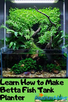 an aquarium with plants and rocks in it that says learn how to make betta fish tank