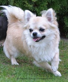 two small dogs running in the grass near some bushes and trees with one dog looking at the camera