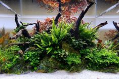 an aquarium filled with plants and rocks