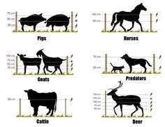 four different types of cows and goats in the same area, each with their own silhouettes