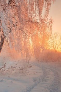 the sun is setting behind a tree in the snow covered field with tracks leading up to it