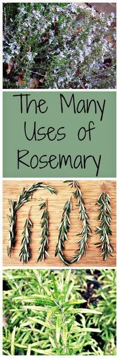 the many uses of rosemary for herbs