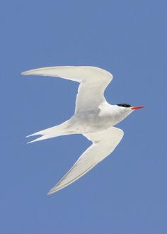 a white bird flying in the sky with a red beak and black head on it's wings