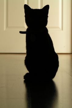 a black cat sitting on the floor in front of a door and looking at something