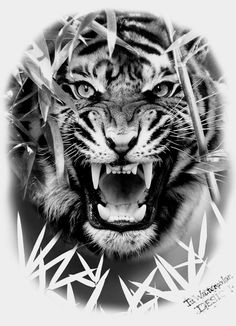 a black and white photo of a tiger with its mouth open