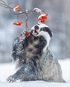 Short-legged omnivore in the family Mustelidae, which includes otters, wolverines, minks, and weasels. Winter Animals, Marine Mammals, Wild Life, Beautiful Creatures, The Snow, Badger, Animal Kingdom