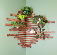 some plants are hanging on the wall with wooden planks and glass jars in them