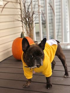 a dog wearing a yellow shirt standing on a porch next to a pumpkin and tree