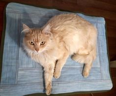 an orange cat laying on top of a blue blanket