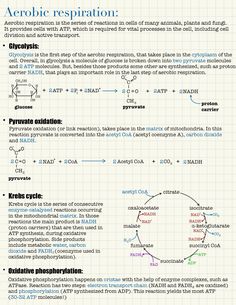 an info sheet describing the properties and functions of aerobiotic respirators in animals