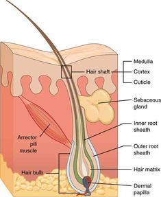 the structure of hair and it's parts labeled in this diagram are labelled below