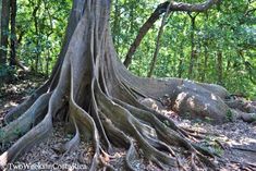 a large tree with its roots exposed in the forest