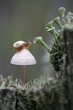 there is a snail that is on top of a small mushroom in the mossy forest