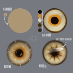 an image of different types of eye colors