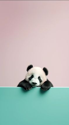 a panda bear is peeking over the edge of a blue and pink wall with its paws on it's head