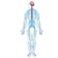 an image of a human body with the skeleton and nervous system highlighted in blue, on a white background