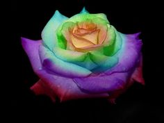 a rainbow colored rose with water droplets on it