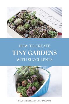 Succulent arrangements can be as tiny as you want! Here's how to create miniature succulent gardens!