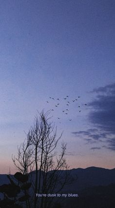 a flock of birds flying over the top of a tree at dusk with a sky background