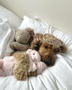 a brown dog laying on top of a bed next to stuffed animals and a teddy bear