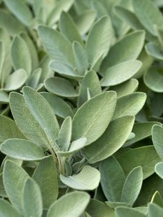 closeup of green leaves on a bush with sunlight coming through the leaves and onto the ground