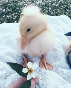 a small duck sitting on top of a blanket next to a persons hand