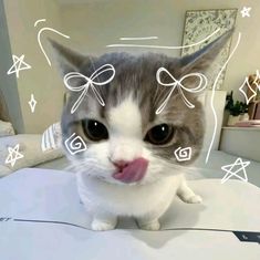 a grey and white cat sticking its tongue out on top of a bed in a bedroom