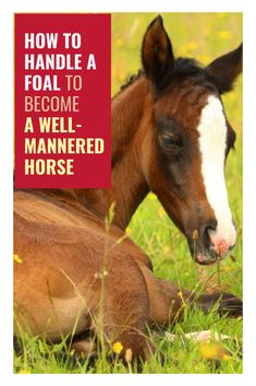 a brown and white horse laying on top of a lush green field next to a red sign