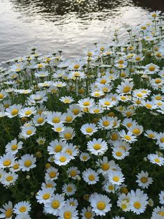 white and yellow daisies in front of a body of water