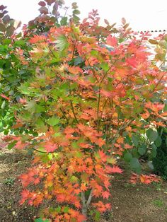 an orange tree with red leaves in the middle of it's branches and dirt ground