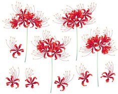 six red flowers with long stems on a white background royalty - free stock photo, images and