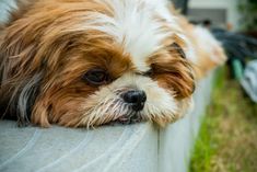 a small brown and white dog laying on top of a cement bench next to grass