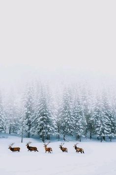 a herd of deer walking across a snow covered field next to tall pine trees on a foggy day