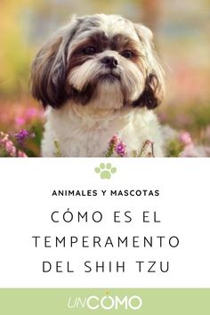 a small dog sitting on top of a field of flowers with the caption animales y mascotas com o sel temperamentoento del shih tzu