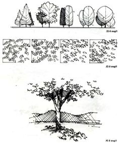 four different types of trees in the same drawing style, each with their own leaves and branches