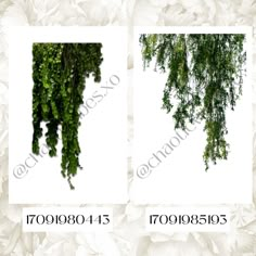 two pictures of green plants hanging from the ceiling and in front of white background with flowers