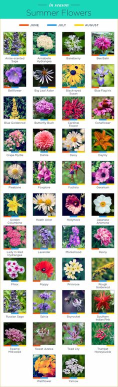 the different types of flowers are shown in this poster, which shows them all different colors