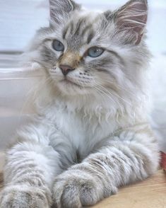 a white cat with blue eyes laying on the floor