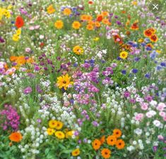 a field full of colorful wildflowers and other flowers