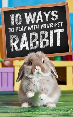 a rabbit holding up a sign that says 10 ways to play with your pet rabbit