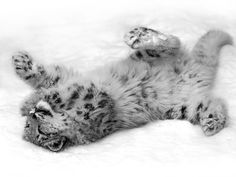 a baby snow leopard rolling around on it's back with its paws spread out