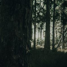 a forest with tall trees and grass in the foreground