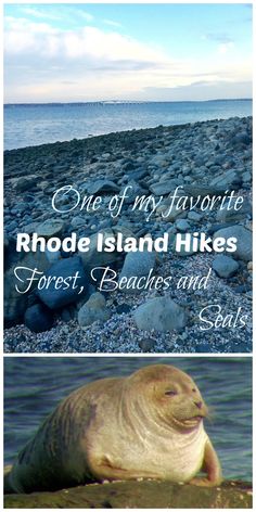 an image of a seal on the beach with text that reads, one of my favorite rhode island hikes