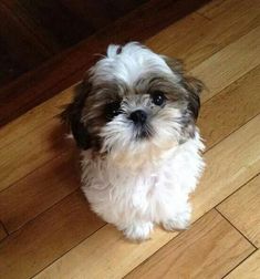 a small brown and white dog sitting on top of a wooden floor