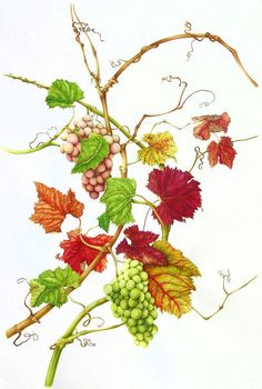 a bunch of grapes hanging from a tree branch with green leaves and red berries on it