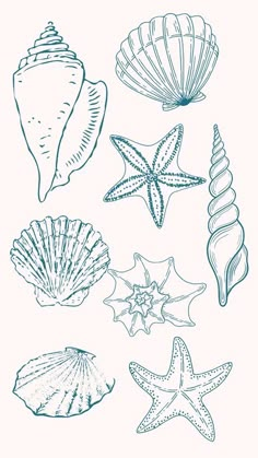 sea shells and starfish are drawn in blue ink