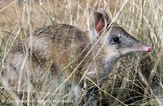 a small antelope standing in the tall grass