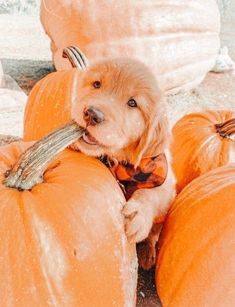 a dog is sitting on top of pumpkins