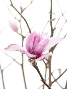 a pink flower on a tree branch with no leaves in the foreground, against a white background